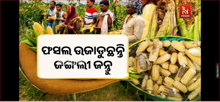 ଫସଲ ଉଜାଡୁଛନ୍ତି ଜଙ୍ଗଲୀ ଜନ୍ତୁ