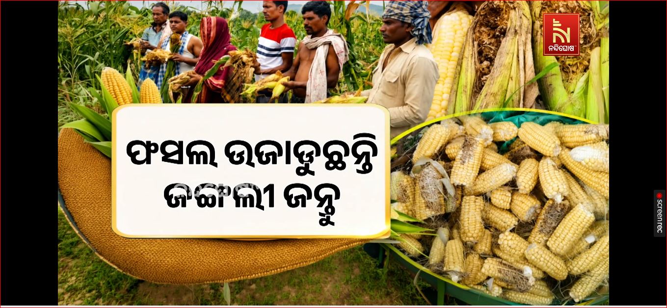 ଫସଲ ଉଜାଡୁଛନ୍ତି ଜଙ୍ଗଲୀ ଜନ୍ତୁ