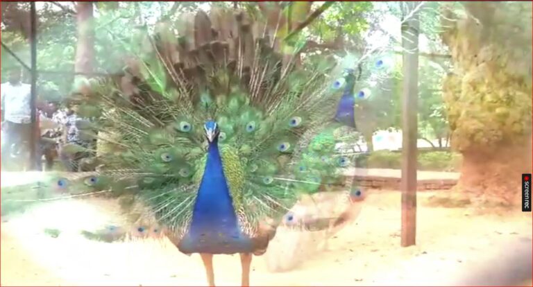 ଚିଡ଼ିଆଖାନା ଭିତରେ ଅସୁରକ୍ଷିତ ଜାତୀୟ ପକ୍ଷୀ