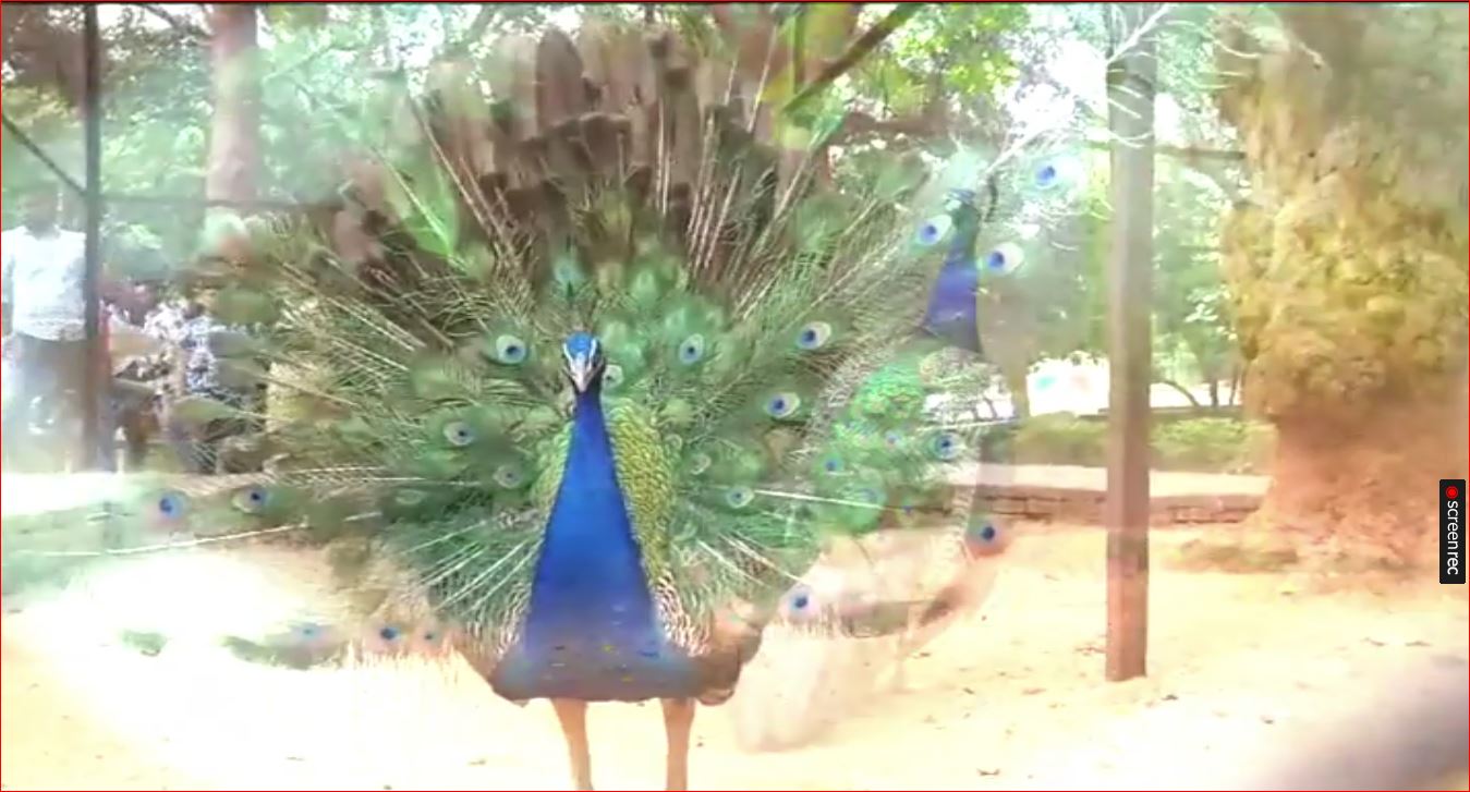 ଚିଡ଼ିଆଖାନା ଭିତରେ ଅସୁରକ୍ଷିତ ଜାତୀୟ ପକ୍ଷୀ