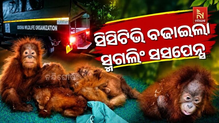 ସିସିଟିଭିରେ କଳା ଥାର୍, ଓରାଙ୍ଗଉଟାନ୍ ସ୍ମଗଲିଂ ନେଇ ବଢ଼ିଲା ସସପେନ୍ସ