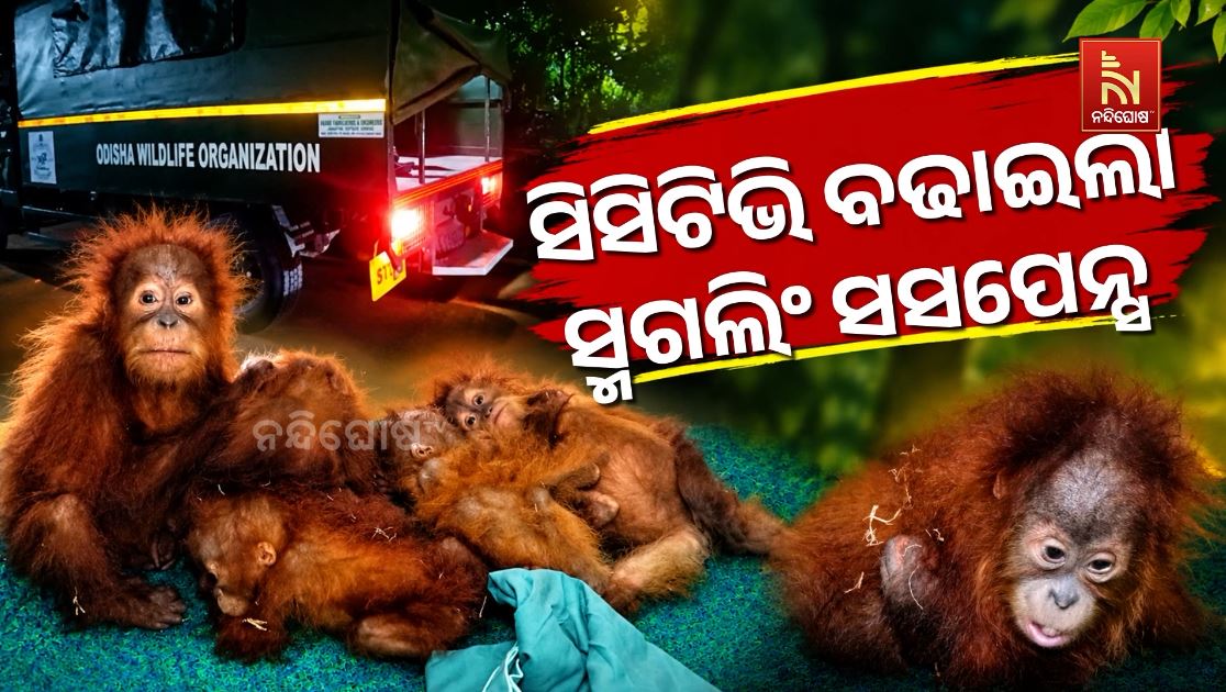 ସିସିଟିଭିରେ କଳା ଥାର୍, ଓରାଙ୍ଗଉଟାନ୍ ସ୍ମଗଲିଂ ନେଇ ବଢ଼ିଲା ସସପେନ୍ସ
