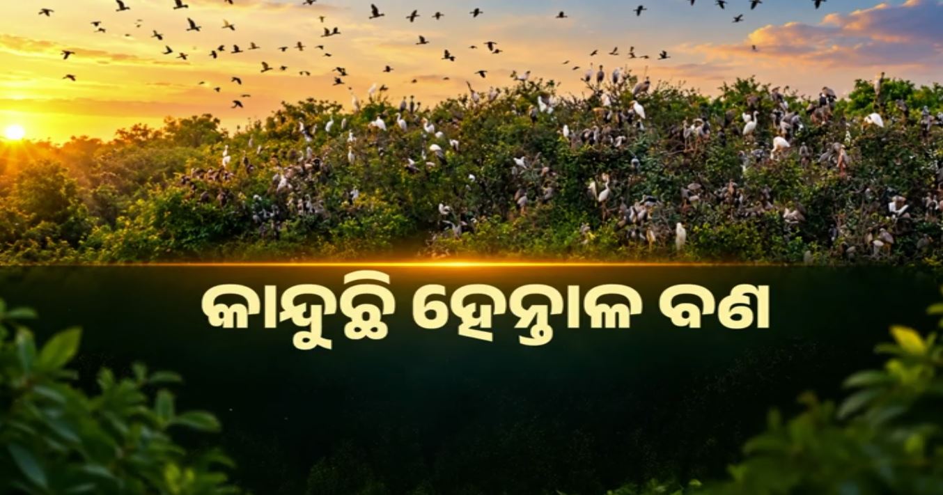 ଲଘୁଚାପରେ ଛାରଖାର ହେନ୍ତାଳ ବଣ, ମରୁଛନ୍ତି ଶହ ଶହ ପକ୍ଷୀଛୁଆ