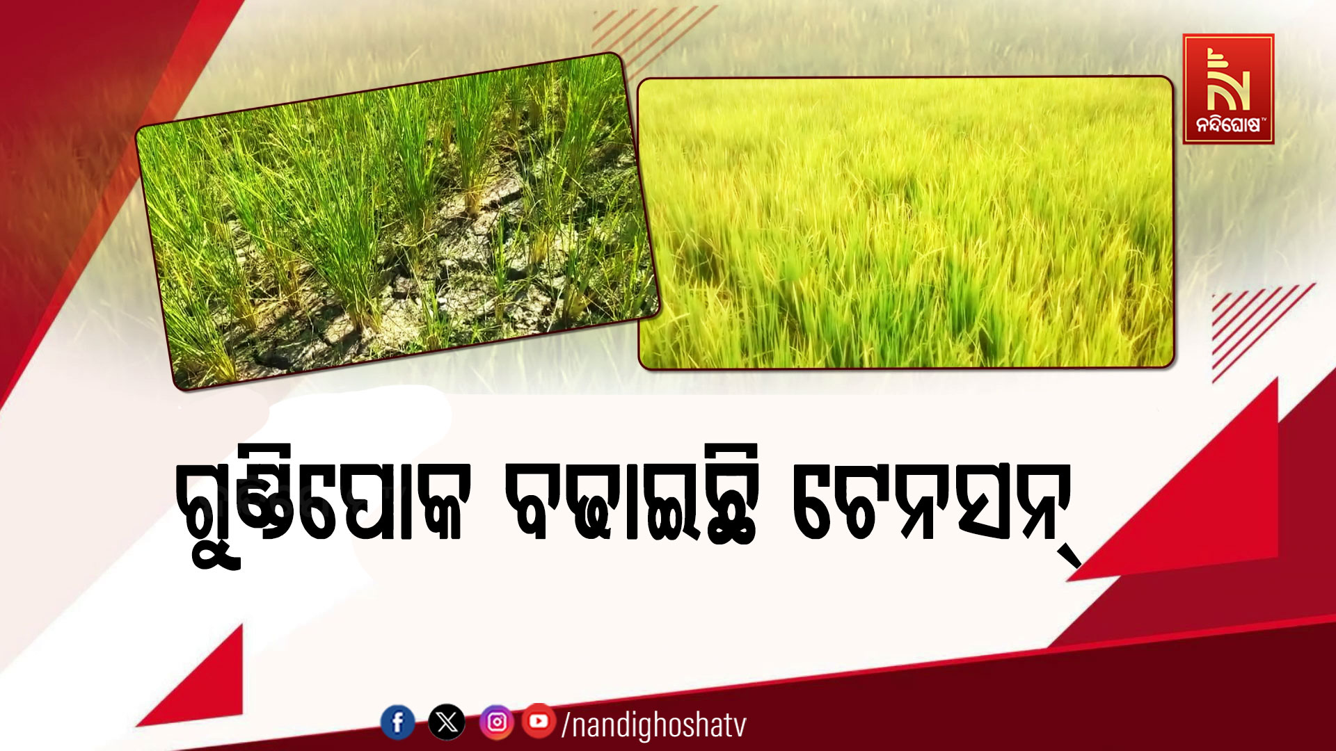 ବଲାଙ୍ଗୀର ଚାଷୀଙ୍କୁ ଗୁଣ୍ଡିପୋକ ଚିନ୍ତା, ୪୦୦ ହେକ୍ଟରରୁ ଅଧିକ ଧାନ ଫସଲ ନଷ୍ଟ