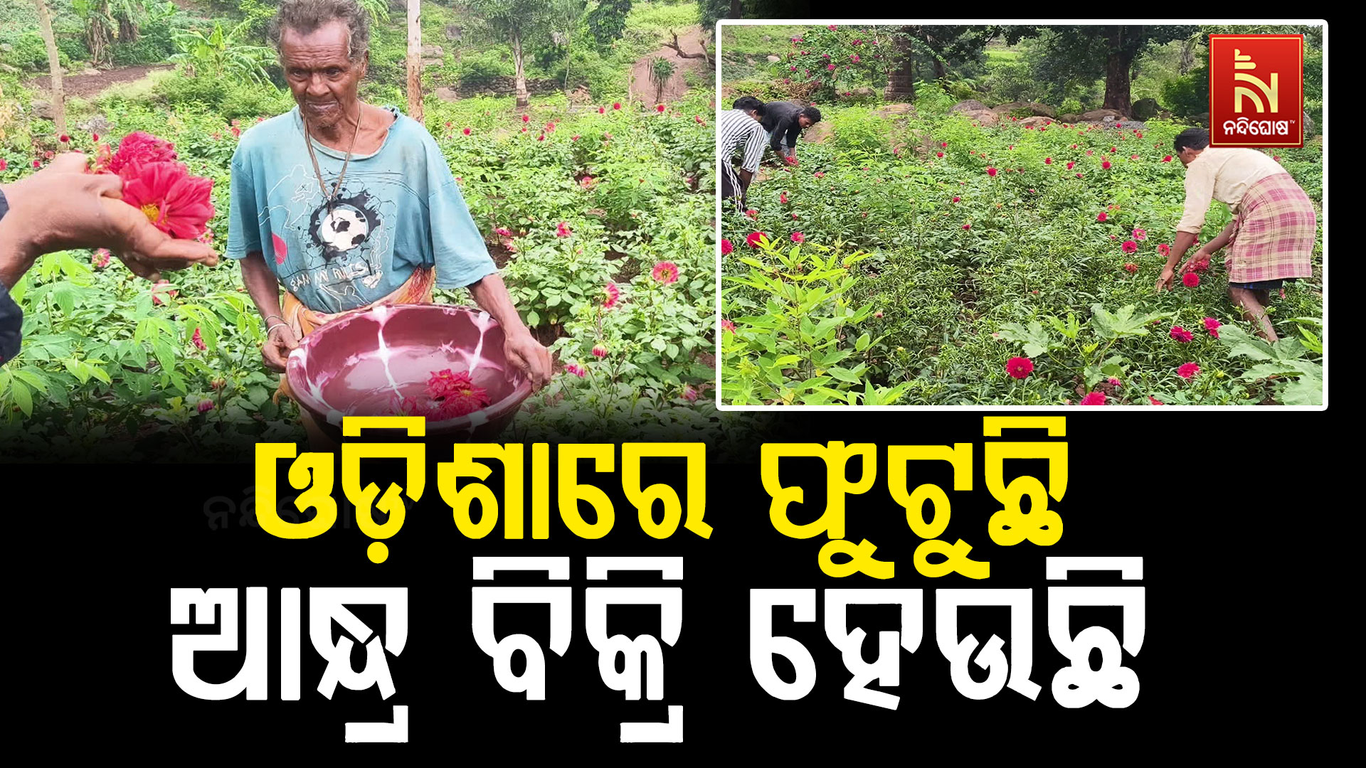 କୋରାପୁଟ ଜିଲ୍ଲା ନିମାଲଗାଡ଼ାରେ ଫୁଟୁଛି ଡାଲିଆ ଫୁଲ ଆନ୍ଧ୍ରପ୍ରଦେଶରେ ହେଉଛି ବିକ୍ରି