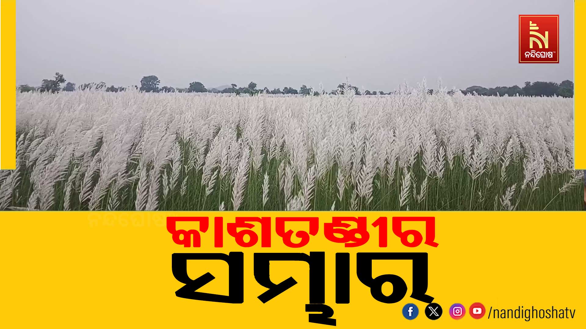 ଶରତର ଆଗମନରେ ମନମୋହୁଛି କାଶତଣ୍ଡୀ