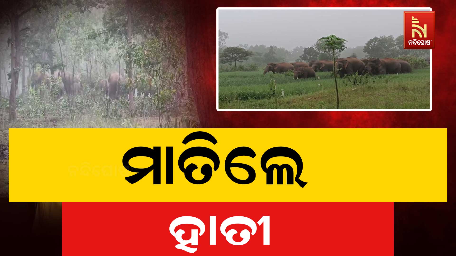 ଚମ୍ପୁଆ ରେଞ୍ଜରେ ହାତୀ ଆତଙ୍କ