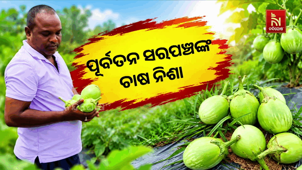 ପୂର୍ବତନ ସରପଞ୍ଚଙ୍କ ଚାଷ ନିଶା