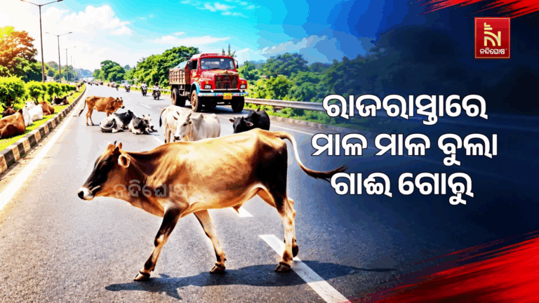 ରାଜରାସ୍ତାରେ ମାଳ ମାଳ ବୁଲା ଗାଈ ଗୋରୁ । ରାସ୍ତା ପାଲଟିଛି ଆଶ୍ରୟସ୍ଥଳୀ
