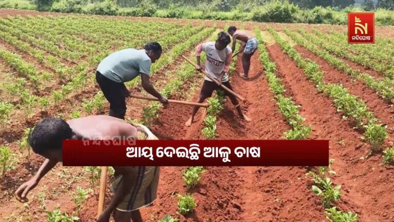 ଆଳୁ ଚାଷରେ ଆୟ, ଶୀତଳ ଭଣ୍ଡାର ଅଭାବରୁ ଚିନ୍ତାରେ ଚାଷୀ