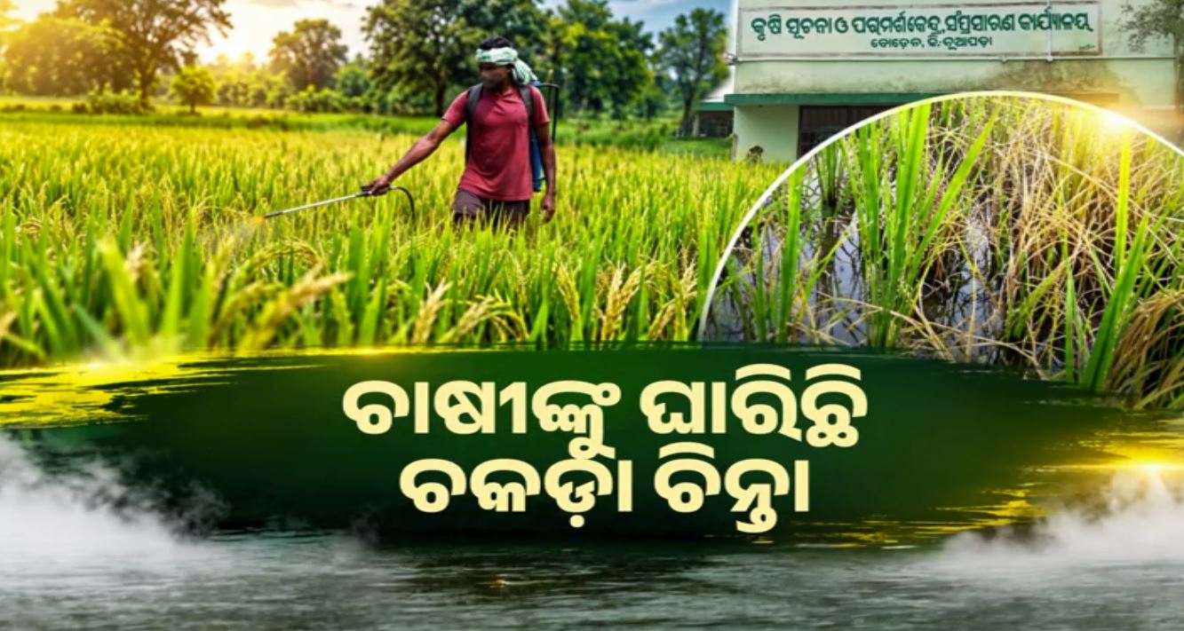 ଧାନ କିଆରିରେ ଚକଡ଼ା ଆତଙ୍କ, ଶୁଖିଯାଉଛି ଫସଲ; ଚିନ୍ତାରେ ଚାଷୀ