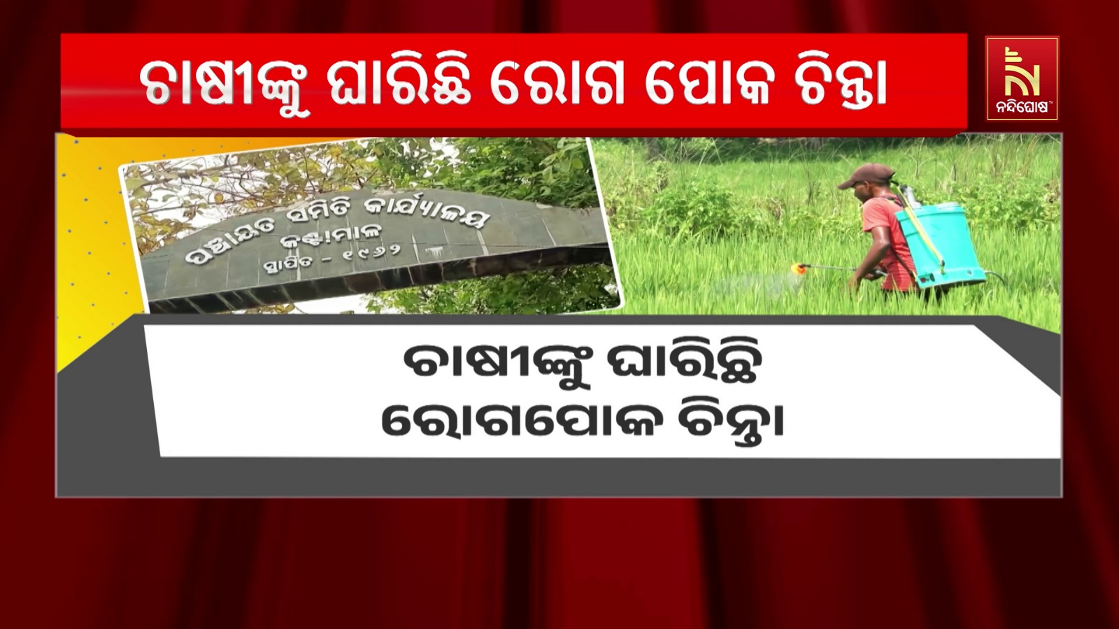ଚାଷୀଙ୍କୁ ଘାରିଛି ରୋଗପୋକ ଚିନ୍ତା, କାମ ଦେଉନି କୀଟନାଶକ
