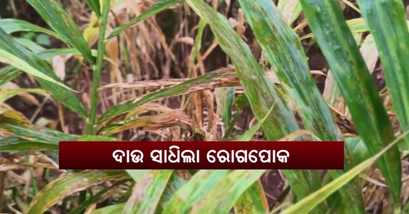 ରୋଗପୋକ ଉଜାଡ଼ିଲା ଅଦାଚାଷ, ଚିନ୍ତାରେ ଚାଷୀ