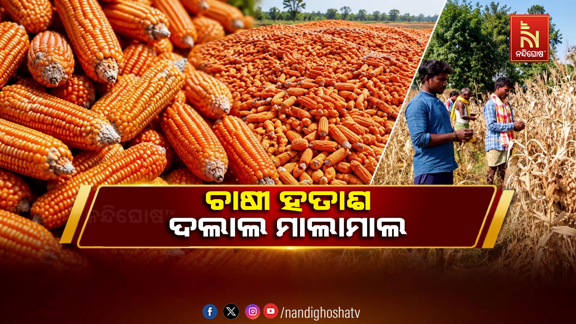 କଳାହାଣ୍ଡିରେ ମକାର ଅଭାବୀ ବିକ୍ରି: ଚାଷୀ ହତାଶ, ଦଲାଲ ମାଲାମାଲ