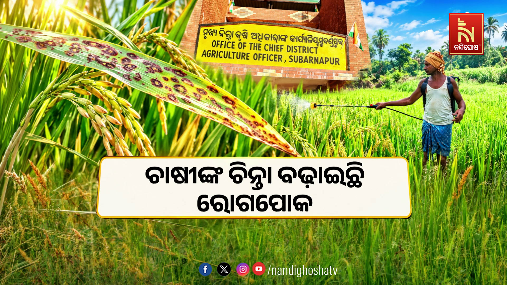 ଚାଷୀଙ୍କ ଚିନ୍ତା ବଢ଼ାଇଛି ରୋଗପୋକ, ନଷ୍ଟ ହେବାକୁ ବସିଲାଣି ହେକ୍ଟର ହେକ୍ଟର ଧାନ ଚାଷ