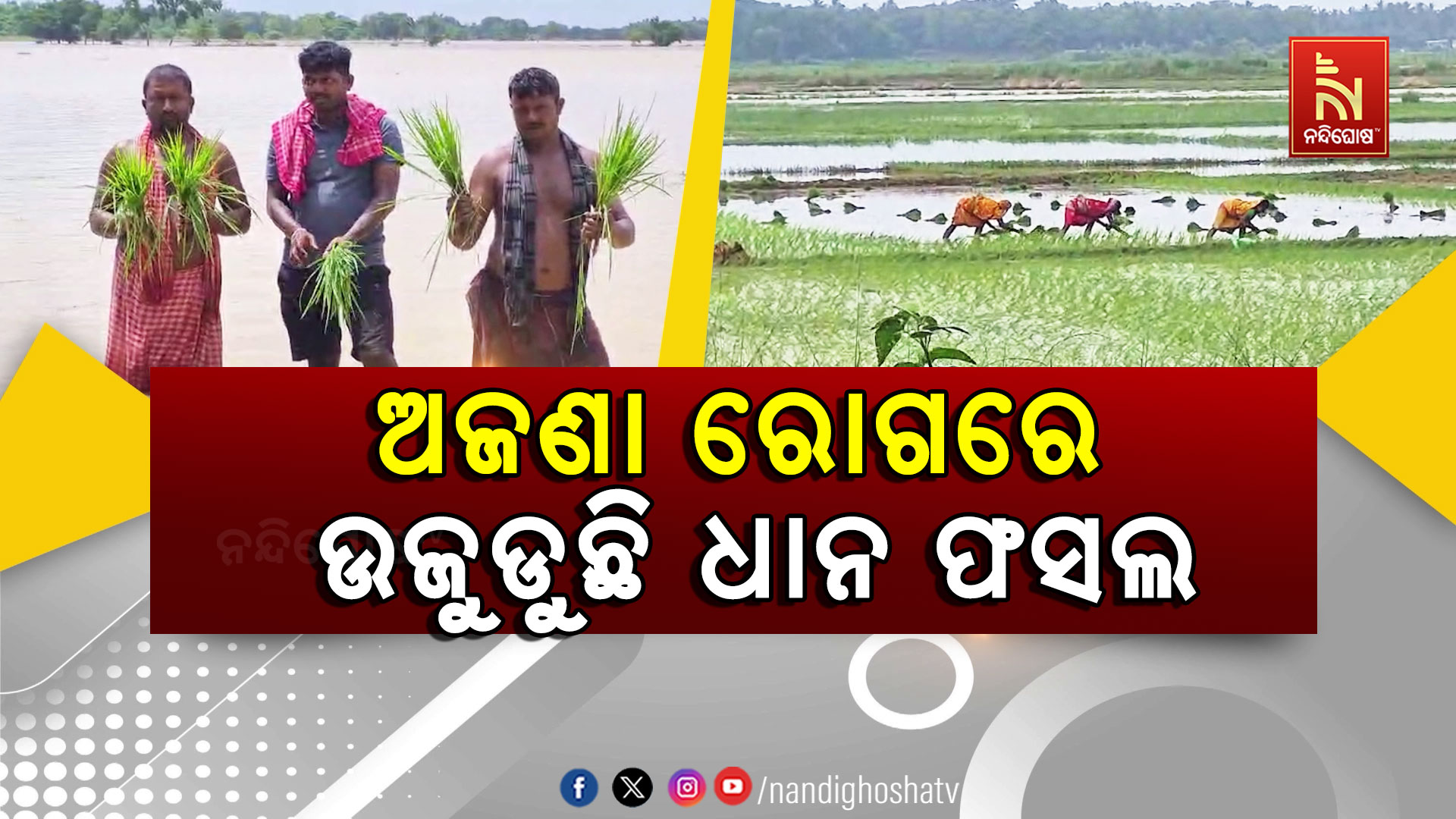 ଅଜଣା ରୋଗରେ ଉଜୁଡୁଛି ଧାନ ଫସଲ..