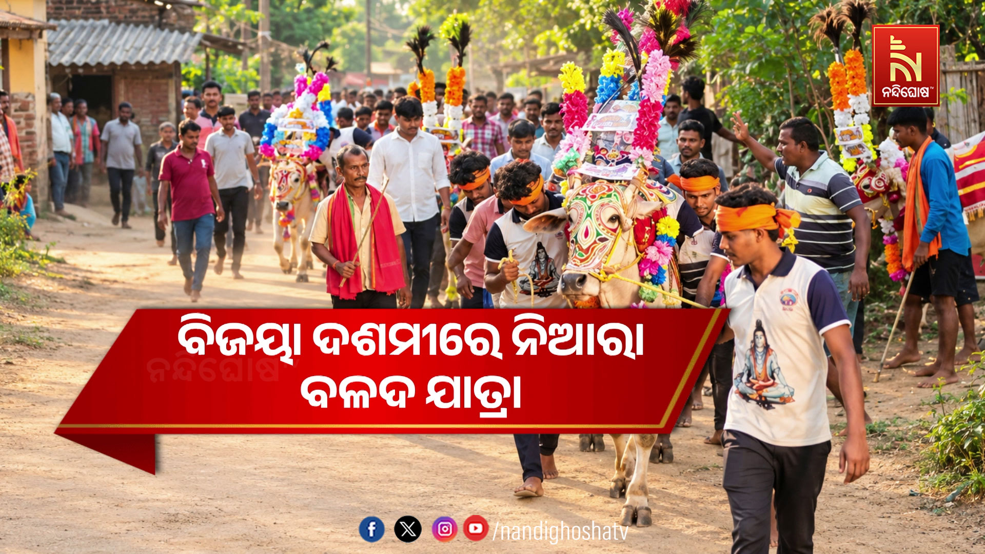 ବିଜୟା ଦଶମୀରେ ନିଆରା ବଳଦ ଯାତ୍ରା