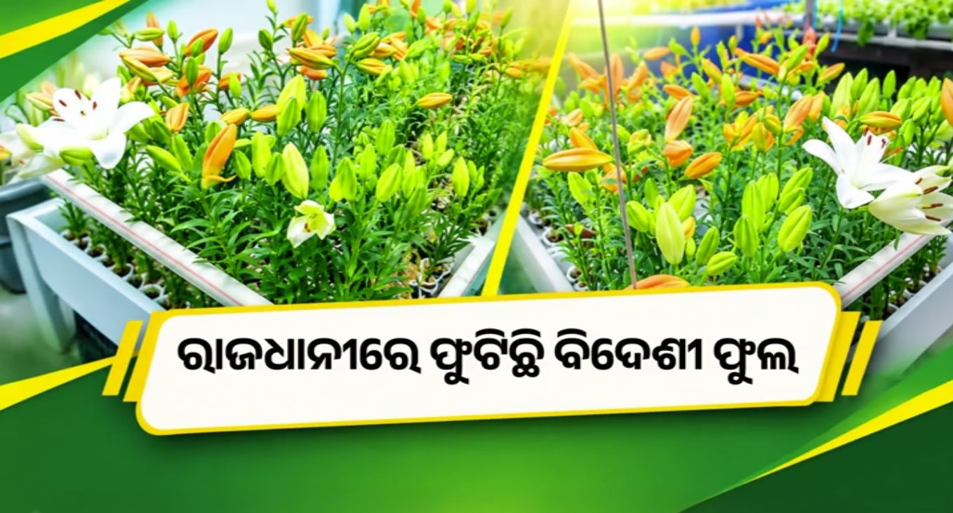 ଭୁବନେଶ୍ୱରରେ ଫୁଟିଲା କାଶ୍ମୀରର ଲିଲି, ହାଇଡ୍ରୋପୋନିକ୍ ପଦ୍ଧତିରେ ନୂଆ କୃଷି ପରୀକ୍ଷଣ