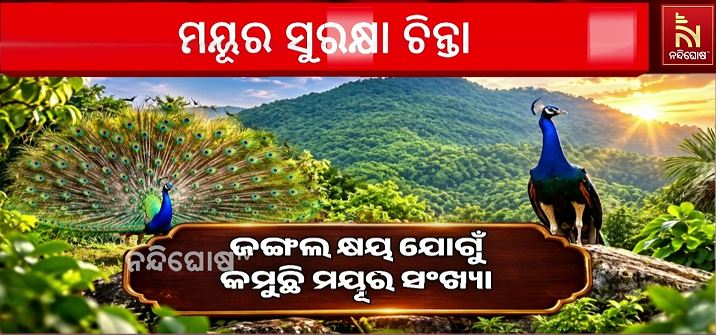 ପାକିଡ଼ି ଅଞ୍ଚଳରେ କମୁଛି କି ଜାତୀୟ ପକ୍ଷୀ ମୟୂର ସଂଖ୍ୟା