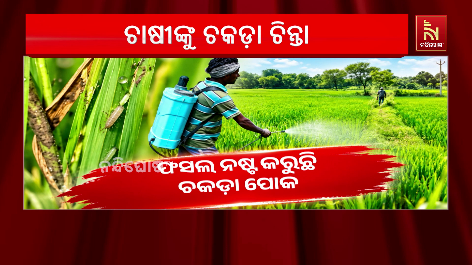 ଫସଲ ନଷ୍ଟ କରୁଛି ଚକଡ଼ା ପୋକ