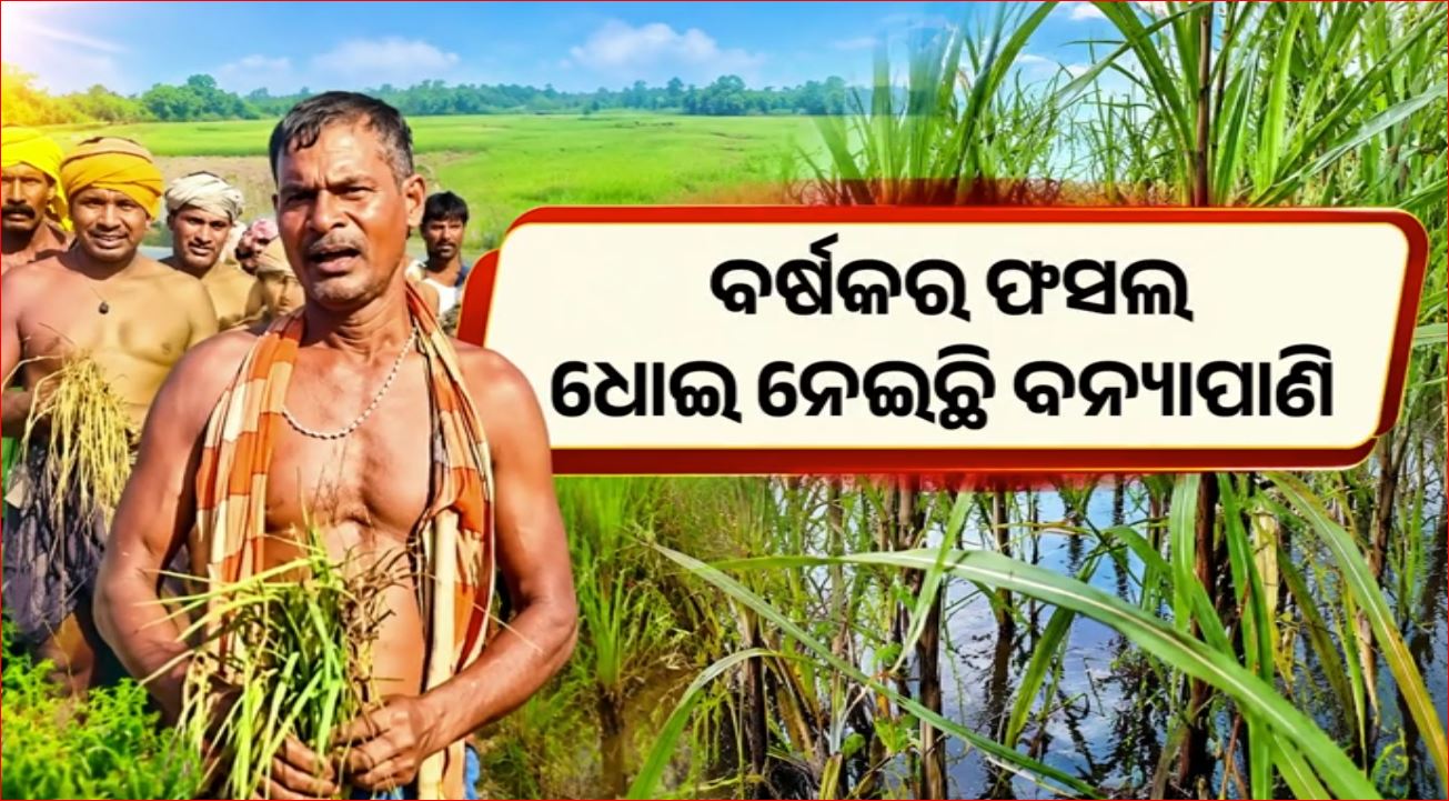 ବନ୍ୟାରେ ଉଜୁଡ଼ିଲା ଚାଷ, ଚିନ୍ତାରେ ଚାଷୀ